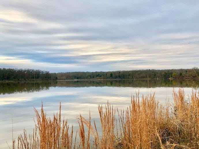 some reeds overlooking the water for life's better at the lake