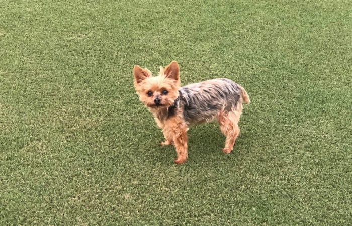 A small family dog enjoying one of the many areas of play at long cove