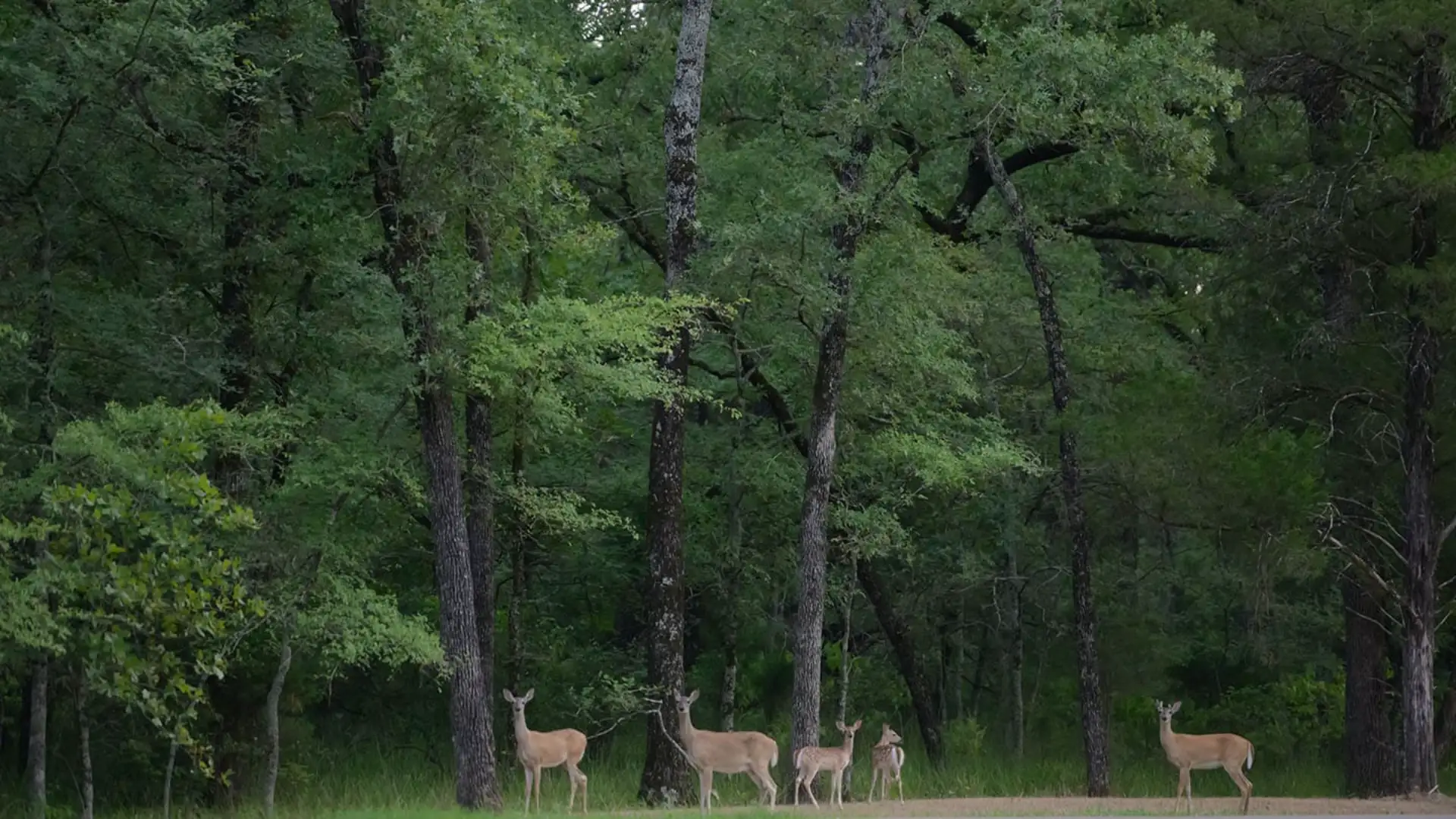 Long cove listing homesite crescentpoint72 gallery63 08