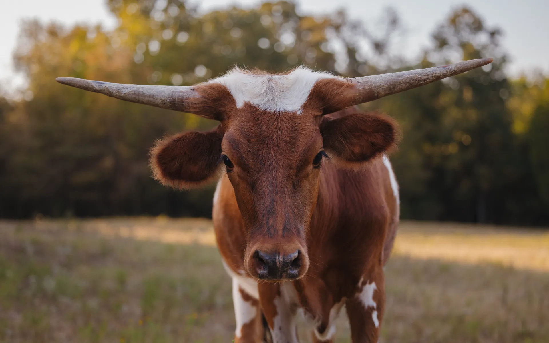 Long cove lifestyle amenities landscape 01