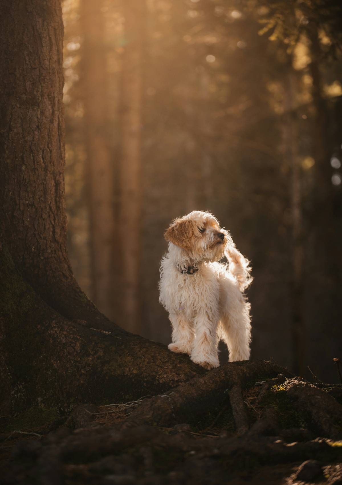 Long cove lifestyle trails portrait 02